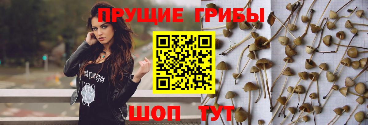 Вичуга  Псилоцибиновые грибы Psilocybine cubensis  Галлюциногенные грибы ЛСД  как найти закладки  Вход с VPN 
